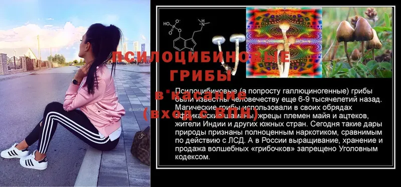 Псилоцибиновые грибы Psilocybe  даркнет сайт  Нариманов 